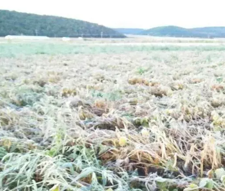 内蒙古：雨雪霜冻天气来袭