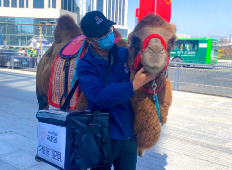 骑骆驼的不一定是阿拉伯王子！也可能是内蒙送驼奶的小哥