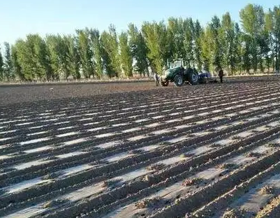 科右中旗利用157亩闲置土地延长产业链