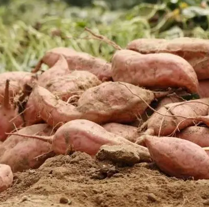 【二十大时光】付永久：发展甘薯产业的信心更足了！