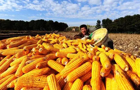 内蒙古粮食作物已收获八成