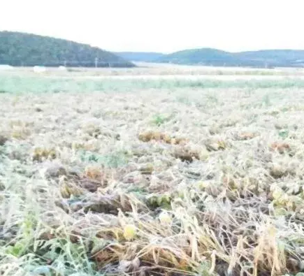 内蒙古发布设施农业气象灾害预报