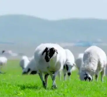 锡林郭勒羊区域公用品牌亮相津门