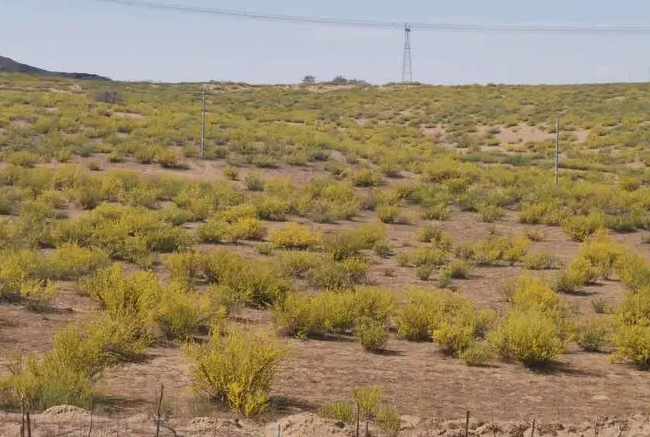 2022年内蒙古完成防沙治沙任务750万亩，居全国前列