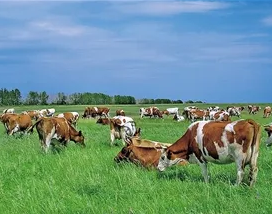 呼伦贝尔市以“真金白银”推进奶业振兴