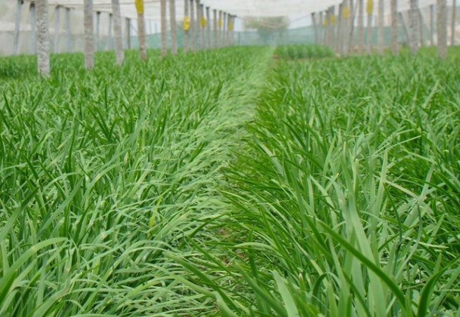 内蒙古自治区草种业技术创新中心成立