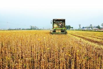 全国大豆高产竞赛内蒙古获奖数量居全国第二
