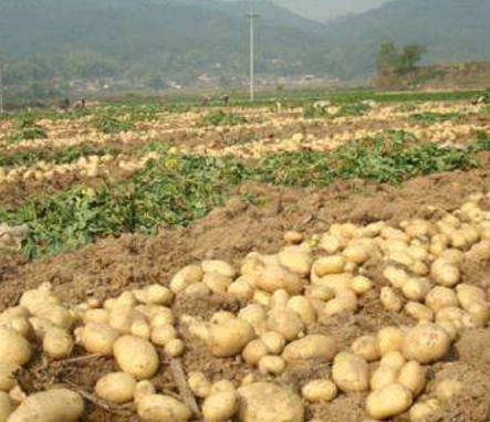 内蒙古自治区马铃薯产业计量测试中心落户乌兰察布