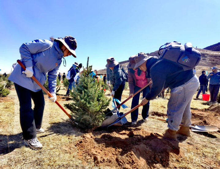 3400万网友助力 内蒙古浑善达克沙地种下4万棵云杉
