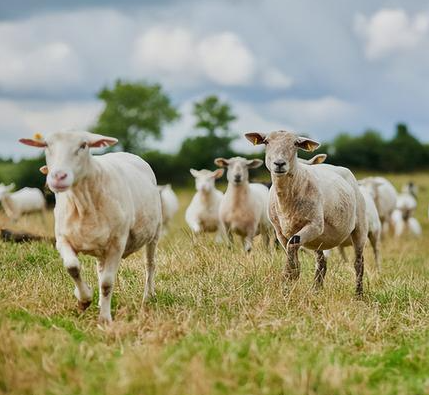 兴安盟肉羊产业高质量发展研讨暨品牌推介会在呼召开