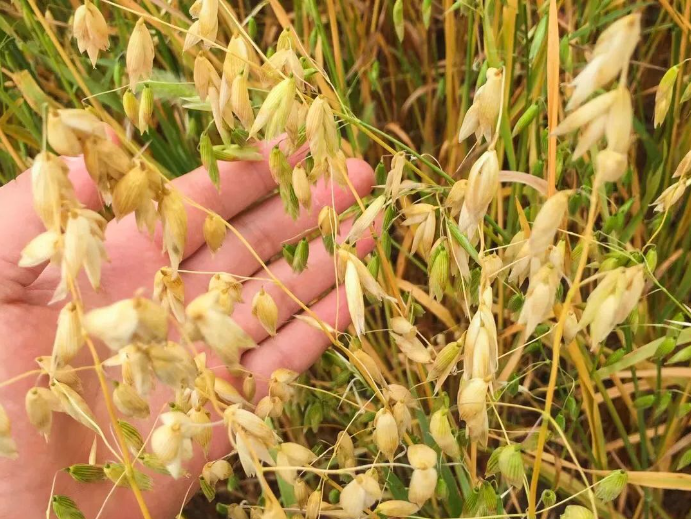 乌兰察布自主选育燕麦新品种开始大田推广