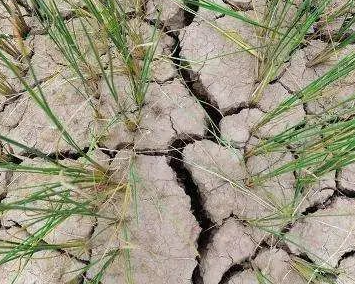 内蒙古干旱发生面积50.33万平方公里  财政部下达救灾资金3000万