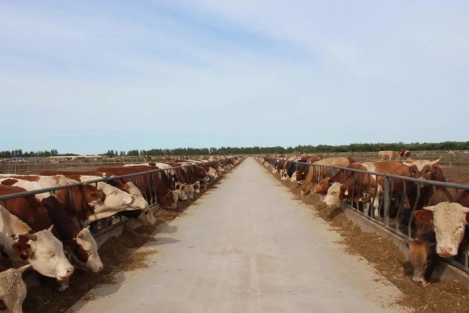 内蒙古牛羊核心育种场数量保持全国首位