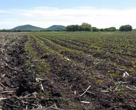 内蒙古连续4年超额完成黑土地保护性耕作任务
