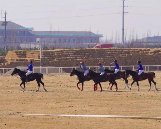 包头市又添“中国马城”新名片