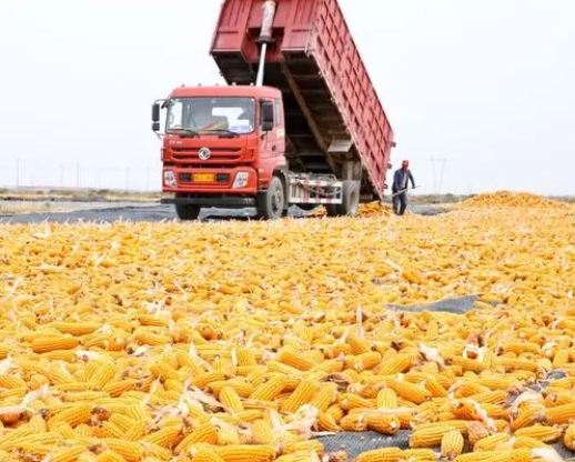 通辽玉米单产创内蒙古玉米单产新高