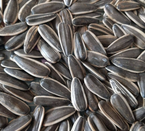 全球“舌尖”上的巴彦淖尔葵花籽味道