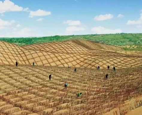 杭锦后旗林业和草原局——久久为功 让沙漠披绿生金