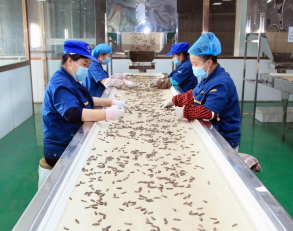 内蒙古河套地区：小瓜子成为大产业