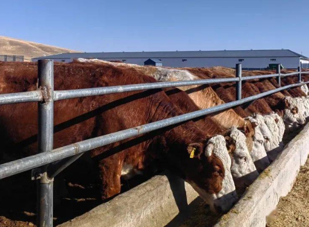 存栏1.5万头，组建核心群26个，核心群规模占全国总量64%以上 锡盟着力打造华西牛新品种繁育和供应基地