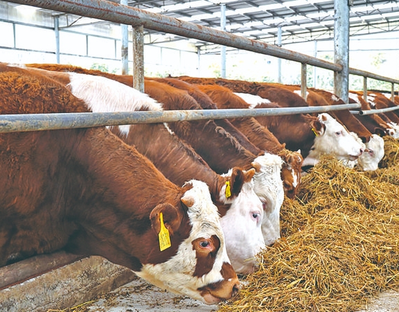 内蒙古肉牛产业大会暨高品质牛肉发展论坛举行