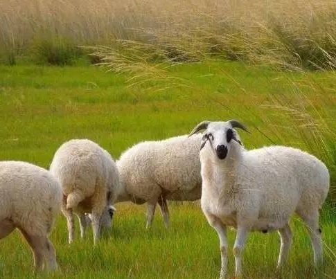 每斤高于市场价4.2元 “锡林郭勒羊”带动牧民增收