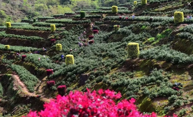 春茶采摘忙  阳光财险来护航