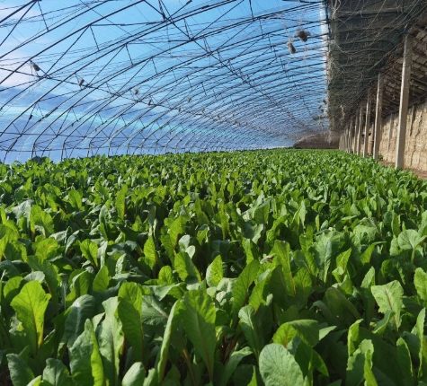 助力向北开放，内蒙古蔬菜出口如何实现提质升级？