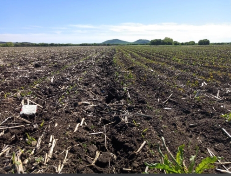 内蒙古2025年黑土地保护性耕作实施面积已达2786万亩