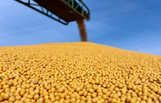 亩产376.03公斤 包头市千亩大豆示范田刷新全区高产纪录